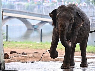 Photos: Push to free chained elephants at Hanoi zoo