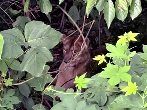The escaped lioness, named Sasoonee, is seen hiding in bushes in South Korea's Goryeong County, befor she was shot dead. 