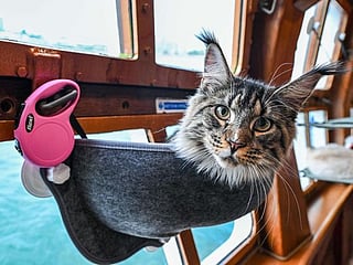 All paws on deck: Pampered felines go for cat-friendly luxury cruise