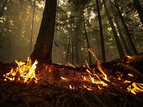 A hot spot from the Lower East Adams Lake wildfire burns in Scotch Creek, British Columbia.