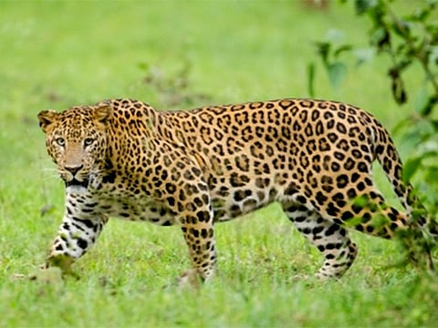 A leopard was also spotted in villages of Hospet taluk of the same district. [Illustrative image] 