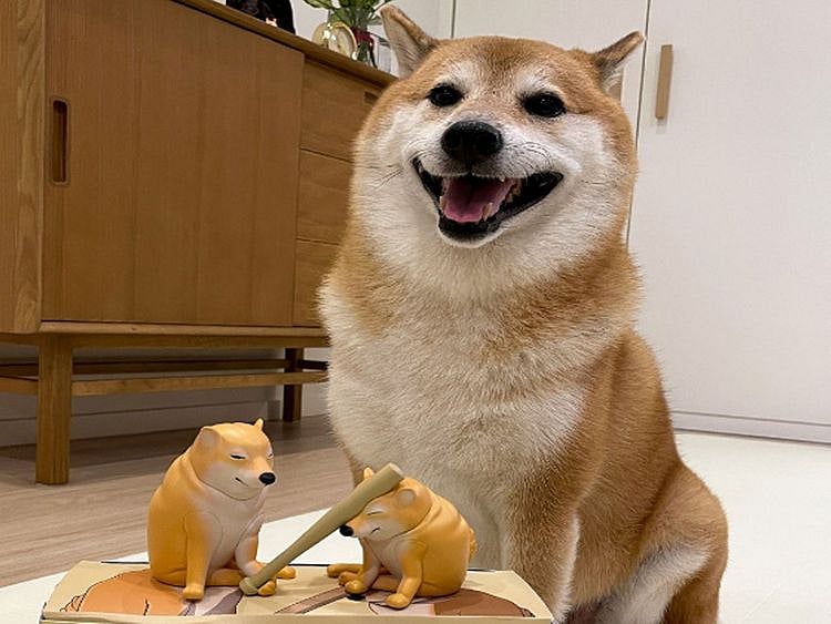 Shiba Inu of the viral 'Cheems' doge meme 