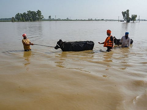 People rescue their cattle in a flood-affected area after a breach in river Beas in Sultanpur Lodhi on August 18, 2023, following heavy monsoon rains in India's state of Himachal Pradesh.  