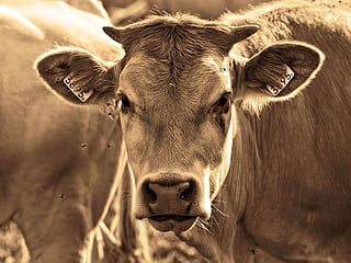 Protestors set fire to shops after man rapes cow  