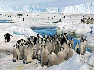 Warming decimates Antarctica's emperor penguin chicks