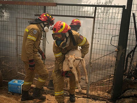 A firefighter evacuates a goat during a wildfire, in Acharnes a suburb of northern Athens, Greece, Wednesday, Aug. 23, 2023. 