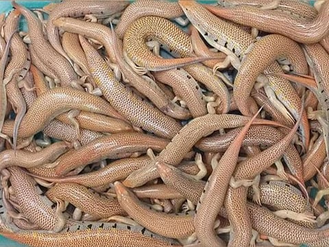 Specialised teams under the Environment and Protected Areas Authority (EPAA) seized 65 Arabian Sand Skink (Scincus mitranus; Sandfish) lizards in the Al Bataeh area close to Khorfakkan Road, Sharjah. 