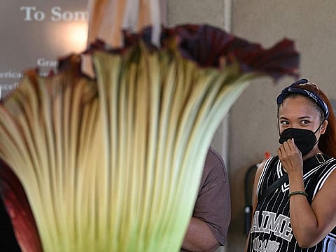 A visitor wears a face mask while viewing the Corpse Flower during it's brief bloom, as it is displayed at the Botanical Gardens section of the Huntington Library in San Marino, California.