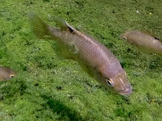 Sharjah Safari breeds rare Madagascar Paratilapia fish