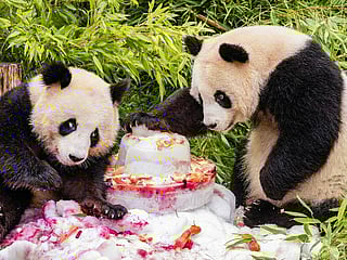 Photos: Germany-born pandas celebrate their 4th birthday ahead of expected trip to China