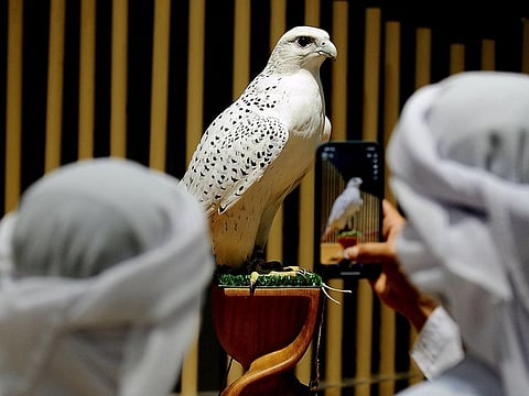 Falconry is a traditional sport in the UAE and part of Emirati culture