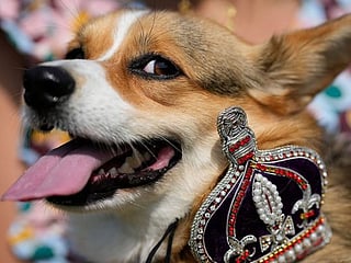 Look: Corgis parade outside Buckingham Palace to remember Queen Elizabeth II a year since her death
