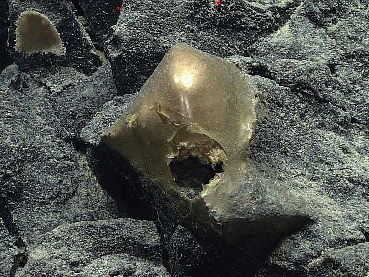 This August 30, 2023, image courtesy of NOAA Ocean Exploration, Seascape Alaska, shows an  unidentified specimen on a rocky outcropping at a depth of about 3,300 meters (2 miles) in the Gulf of Alaska. 
