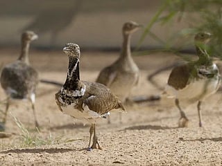 UAE: Soon, a robot houbara will study the bird up close