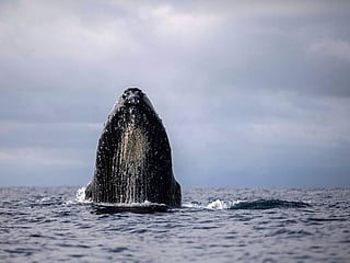Photos: Humpback whales draw thousands of visitors to a small port on Colombia’s Pacific coast