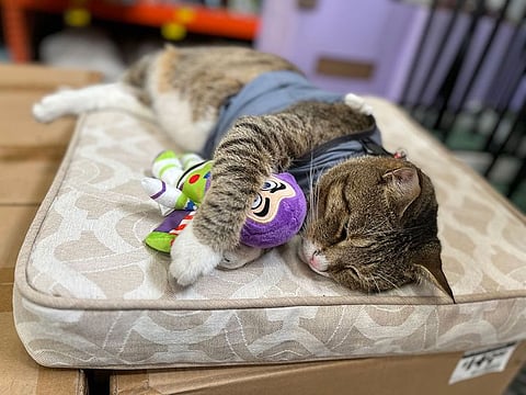 Leo enjoys a snooze with one of his favorite toys at Home Depot in Mount Laurel, N.J., where he lives.