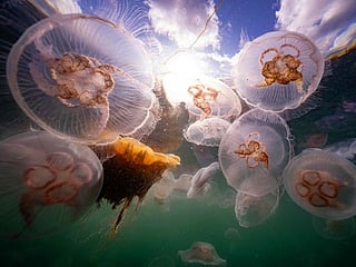 Photos: Smack of jellyfish invade coast of Norway