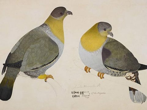 Yellow Footed Green Pigeon by Haludar