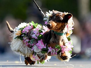 Photos: St Petersburg annual Dachshund parade