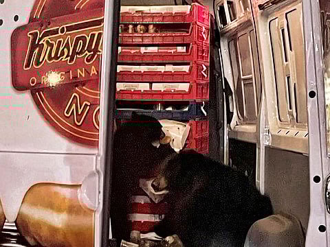 This Tuesday, Sept. 12, 2023 photo provided by Shelly Deano shows two bears getting into a donut truck in Anchorage, Alaska. 