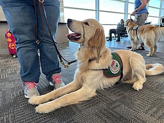 Photos: Puppies training to be assistance dogs earn their wings at Detroit-area airport