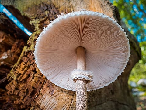 Each lethal mushroom contains enough poison to kill a healthy adult. (For illustrative purposes only.)