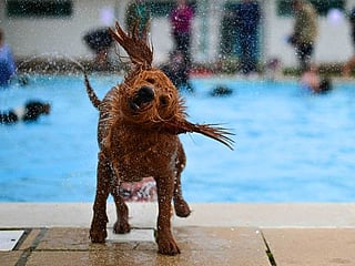 Photos: Dogs make a splash at UK 'Dogtember' swim month-long event
