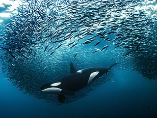 Look: Stunning shots from the Nature TTL Photographer of the Year awards