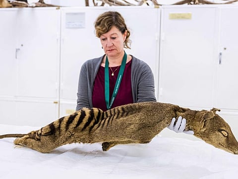 Daniela Kalthoff, in charge of the mammal collection at the Museum of Natural History in Stockholm, examines a dry specimen of a Tasmanian tiger on September 26, 2023.  