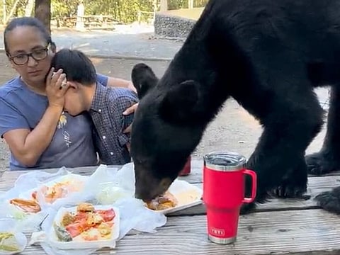 A black bear eating tacos and enchiladas at a family picnic, in San Pedro Garza Garcia, Nuevo Leon, Mexico.