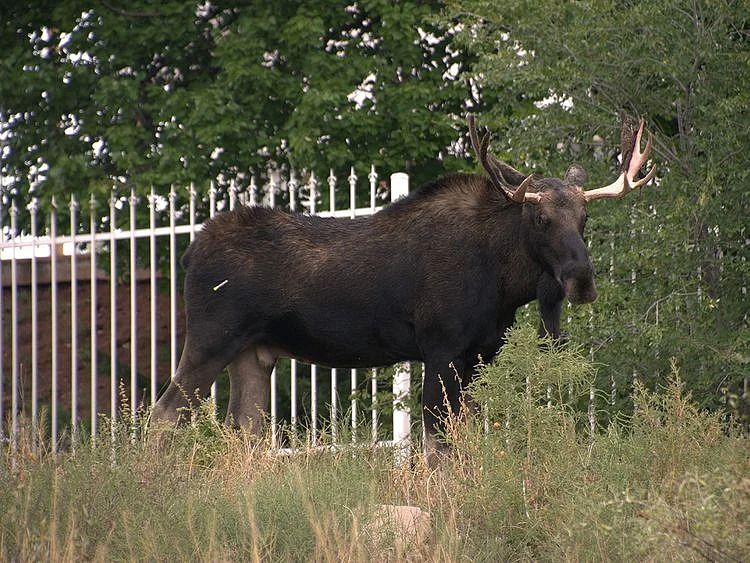 Moose shot dead after bringing Stockholm metro line to halt