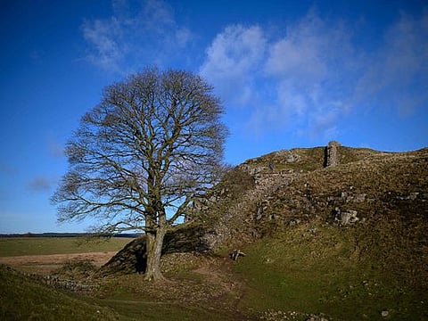 A view of the section of Hadrian's Wall near the wall's milecastle 39 known as Sycamore Gap near Hexham, northern England, on January 19, 2022. The Sycamore Gap tree stood proudly in northeast England next to Hadrian’s Wall, an ancient boundary that once divided Roman Britannia and Caledonia. 