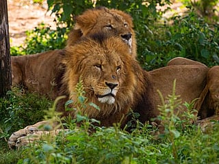 New recreational, educational shows planned as Dubai Safari reopens on October 5