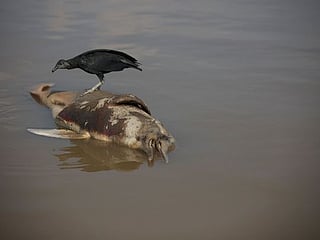 Look: Death of dolphins in Amazon linked to severe drought, heat