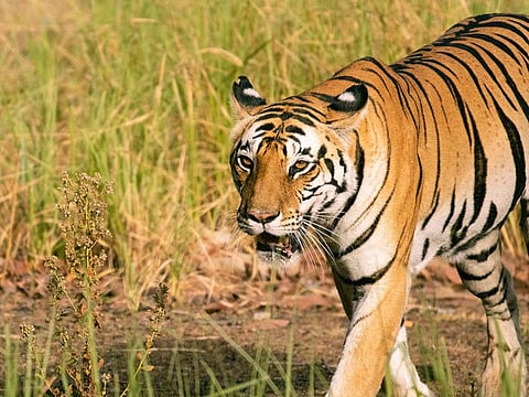 A close up of a tiger in the forest corridor between Kanha Tiger Reserve and Pench Tiger Reserve near Balaghat, Madhya Pradesh, India. 