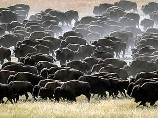 Photos: Rare US bison roundup rustles up hundreds to maintain health of the species