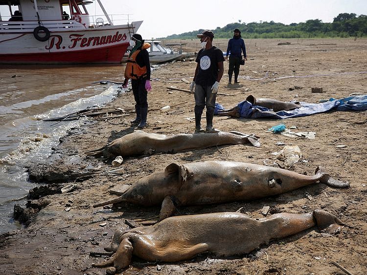 dead dolphins