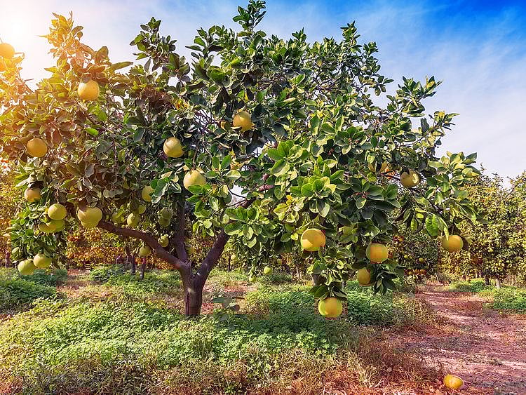 Saudi Arabia breaks Guinness World Records for world's largest farm 