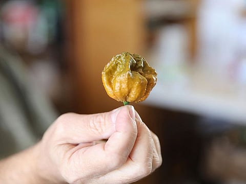 Pepper X is now the hottest pepper in the world according to the Guinness Book of World Records