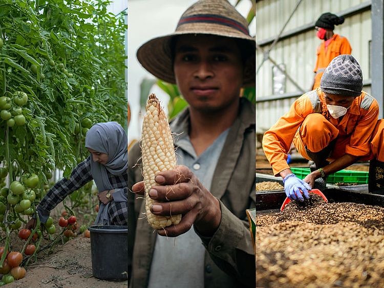 Gaza Guatemala Kenya agri Zayed Prize finalists