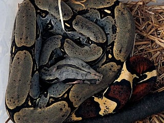 Photos: Like Escobar, Ecuador's drug lords build private, illegal zoos