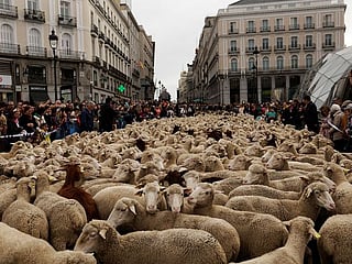 Look: Sheep flock to Madrid's streets on ancient herding route
