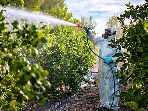Saudi Arabia plans five-year jail terms for banned pesticides