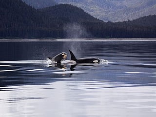 Spell It: The surprising secret lives of orcas