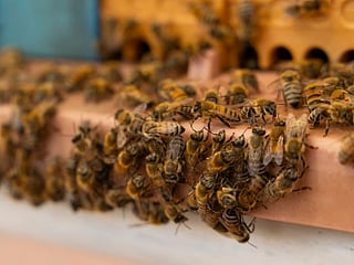 The bees of Dubai: How the emirate protects bees and promotes local honey production