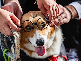 Photos: Canines in costumes flock to Doggone Halloween parade