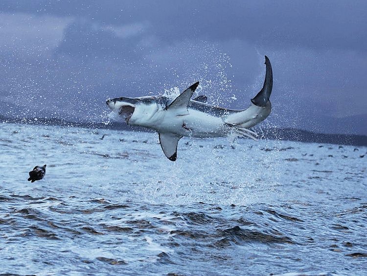 Great white shark