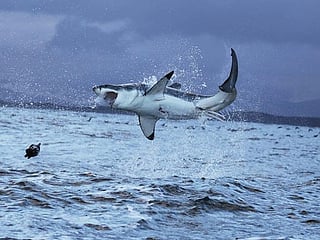 Search on for Australian surfer’s body after shark attack