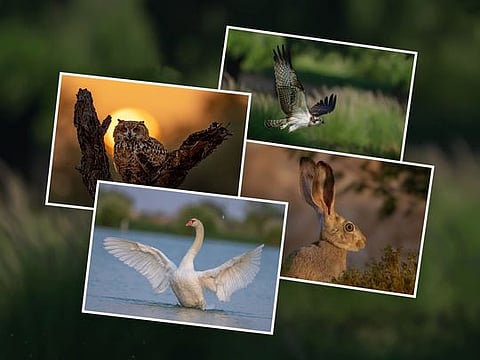 Capturing the majestic wilderness of the UAE