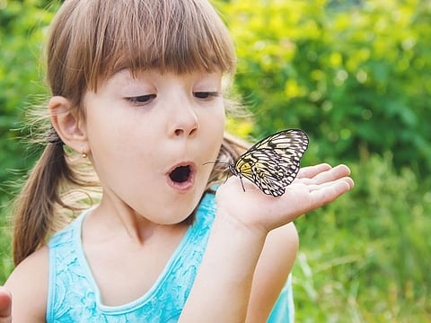 Butterfly Garden Abu Dhabi